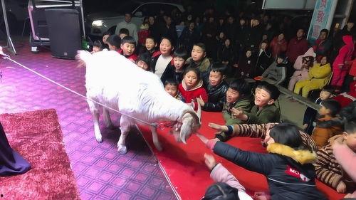 羊视频表演,羊视频表演魅力瞬间