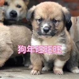 小狗生狗视频,小狗生狗温馨瞬间回顾