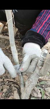 玉兰嫁接视频,传承与创新之美